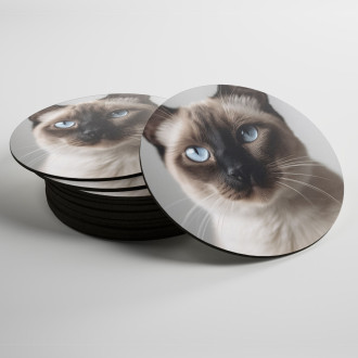 Coasters Siamese cat realistic