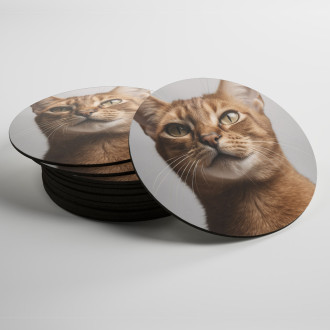 Coasters Abyssinian cat realistic