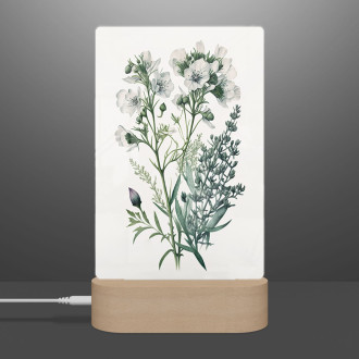 Lamp Flower herbarium 2