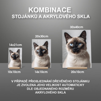 Siamese cat realistic