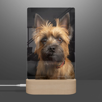 Cairn Terrier realistic