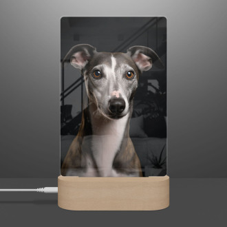 Whippet realistic