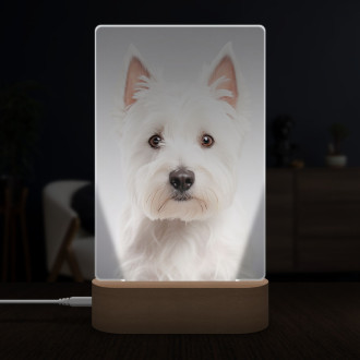 West Highland White Terrier realistic