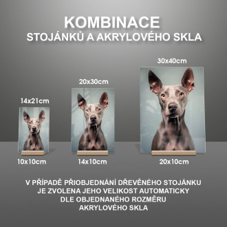 American Hairless Terrier realistic
