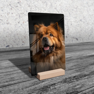Chow Chow realistic