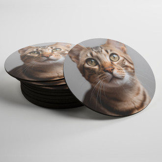 Coasters Ocicat cat realistic