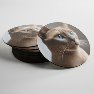 Coasters Burmese cat realistic