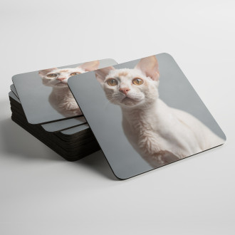 Coasters Devon Rex cat realistic