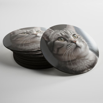 Coasters American Shorthair cat realistic