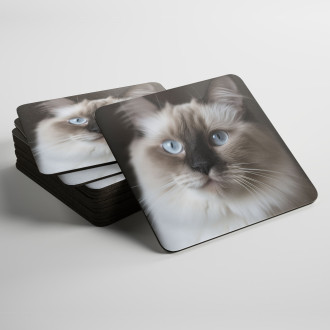 Coasters Ragdoll cat realistic