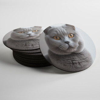 Coasters British Shorthair cat realistic