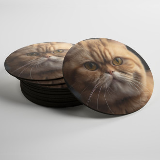 Coasters Exotic Shorthair cat realistic