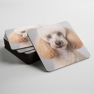 Coasters Poodle realistic