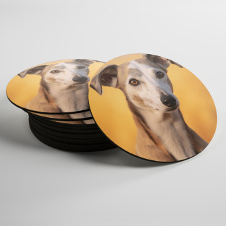 Coasters Greyhound realistic