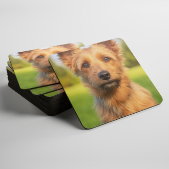 Coasters Australian Terrier realistic