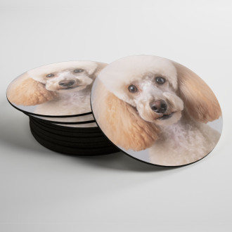 Coasters Poodle realistic