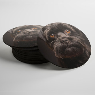 Coasters Affenpinscher dog realistic