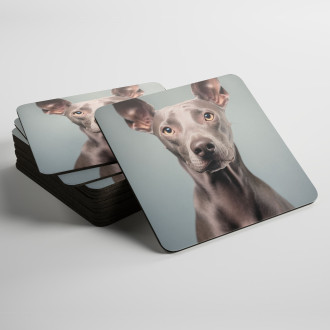 Coasters American Hairless Terrier realistic