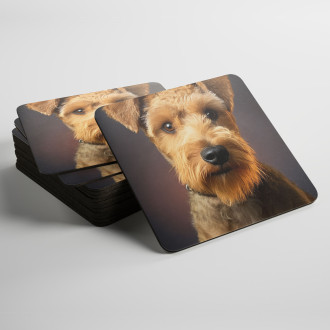 Coasters Lakeland Terrier realistic