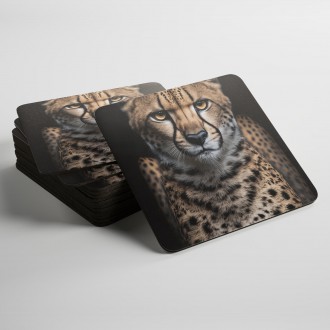 Coasters Cheetah female