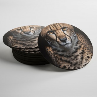 Coasters Cheetah female